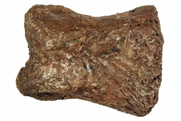 Fossil Dinosaur Phalanx Bone - Hell Creek Formation #251939